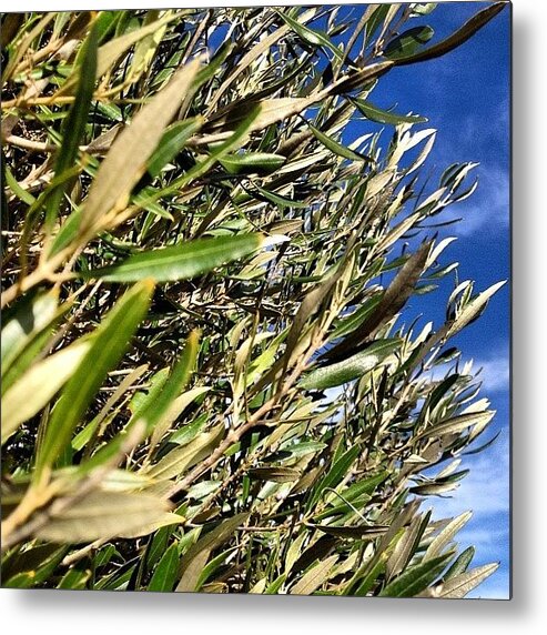 Blue Metal Print featuring the photograph Icon Of The #med - #olive #tree On A by Balearic Discovery