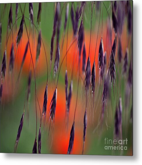 Abstract Metal Print featuring the photograph In the Meadow by Heiko Koehrer-Wagner