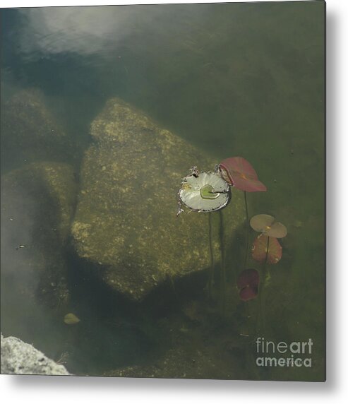 Lily Pad Metal Print featuring the photograph In the Pond by Carol Lynn Coronios