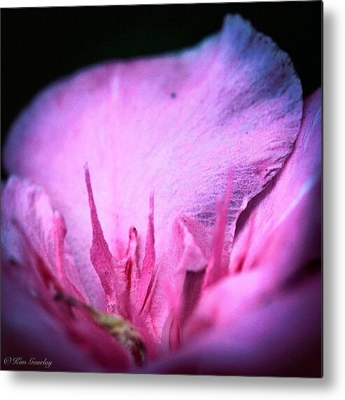 Macro_power_hour2 Metal Print featuring the photograph it Is At The Edge Of A Petal That by Kim Gourlay