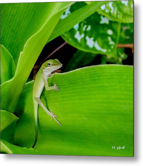 Lizard Metal Print featuring the photograph It's Easy Being Green Squared by TK Goforth
