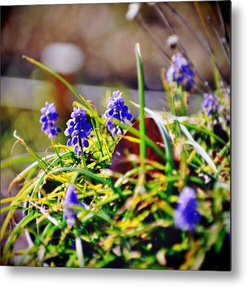 Purple Metal Print featuring the photograph It's The Only Color In My Backyard But by Diana Daley