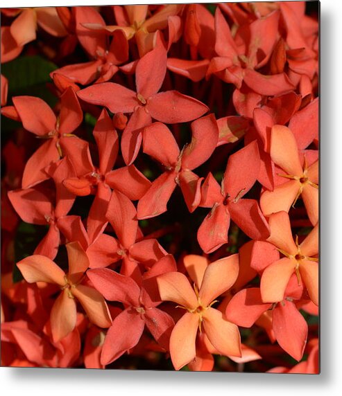 Ixora Red Metal Print featuring the photograph Ixora Red by Sanjay Ghorpade