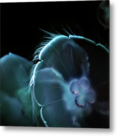 Las Vegas Metal Print featuring the photograph Jellies in Blue Light by Art Block Collections
