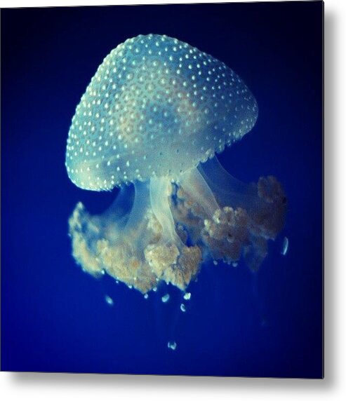 Summer Metal Print featuring the photograph Jellyfish by Emanuela Carratoni