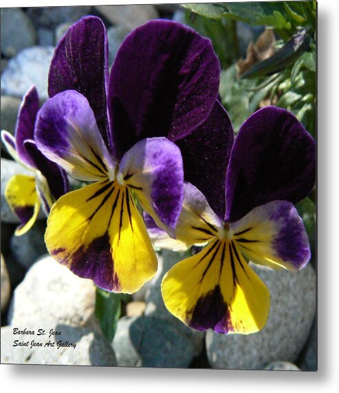 Pansy Metal Print featuring the photograph Jump Up and Kiss Me by Barbara St Jean