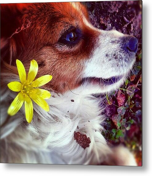 Petstagram Metal Print featuring the photograph Kiki And The Spring! by Emanuela Carratoni