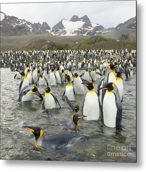 00345361 Metal Print featuring the photograph King Penguins at Gold Harbour by Yva Momatiuk John Eastcott