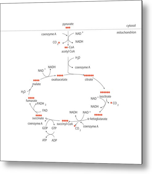 Krebs Cycle Metal Print featuring the photograph Krebs Metabolic Cycle by Science Photo Library