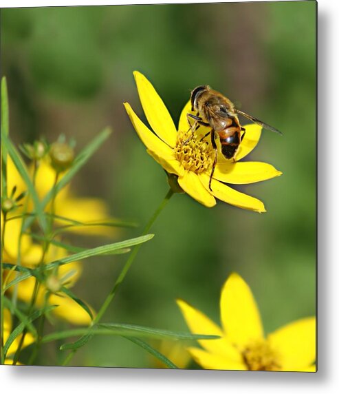 Bee Metal Print featuring the photograph L'Abeille by Nikolyn McDonald