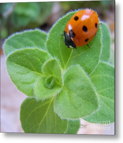 Ladybug Metal Print featuring the photograph Ladybug and Oregano by Robert ONeil