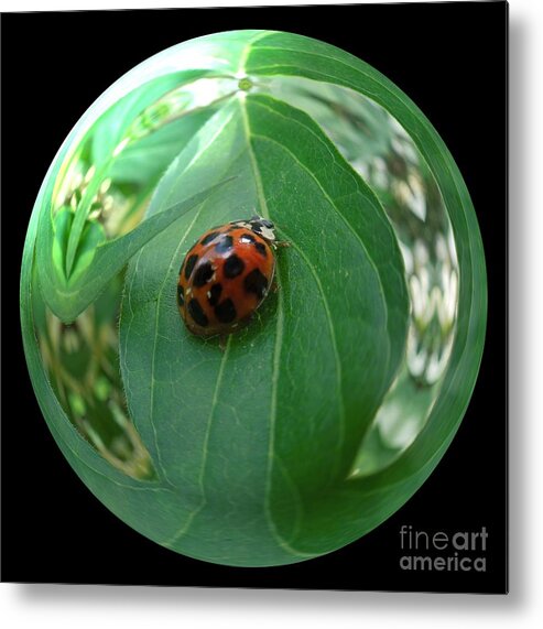  Metal Print featuring the photograph Ladybug Eating Aphids by Renee Trenholm