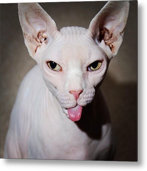 Ladygeebee Metal Print featuring the photograph #ladygeebee #cheeky #sphynx #tongue by Samantha Charity Hall