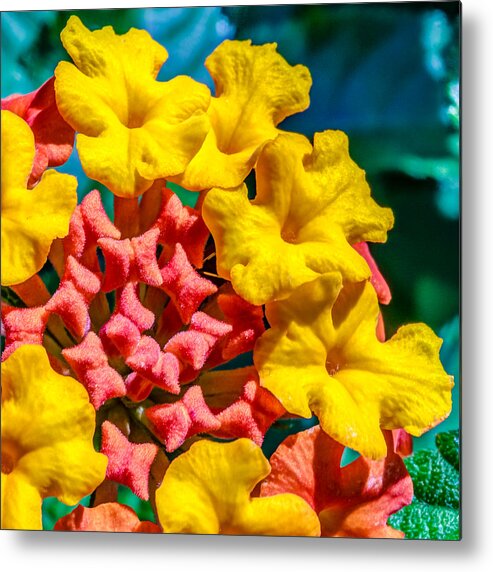 Flower Metal Print featuring the photograph Lantana camara by Traveler's Pics
