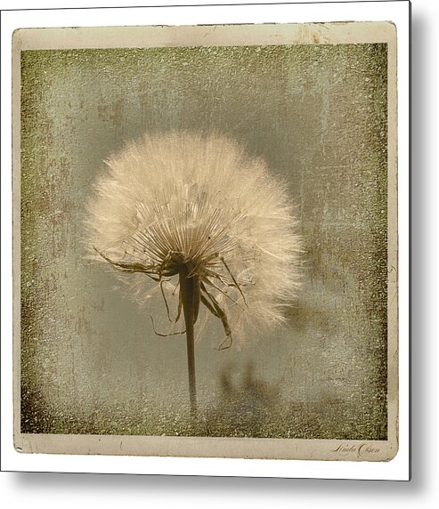 Flower Metal Print featuring the photograph Large Dandelion by Linda Olsen