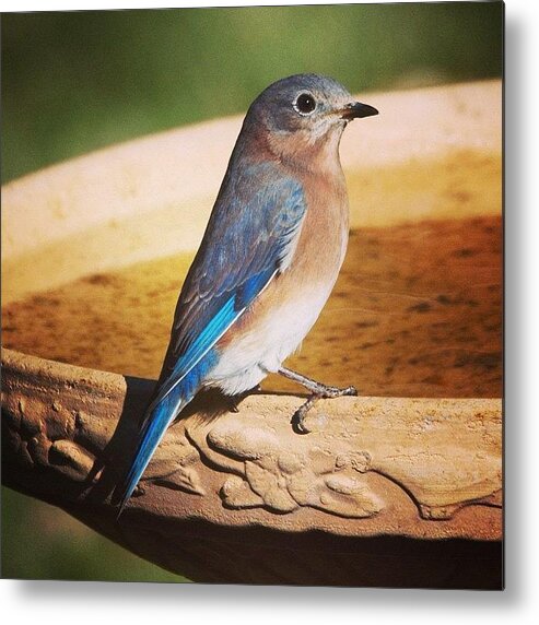 Nature Metal Print featuring the photograph Late Fall Eastern Bluebird by Hermes Fine Art