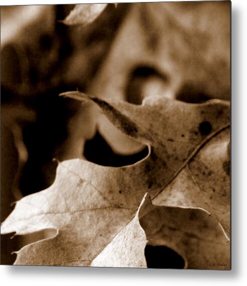 Lauren Radke Metal Print featuring the photograph Leaf Collage 4 by Lauren Radke