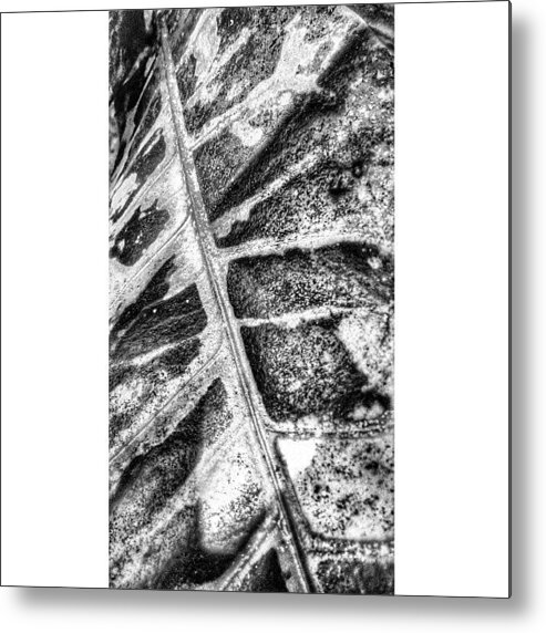 Flora Metal Print featuring the photograph Leaf #flora #blackandwhite #monochrome by Sanz Lashley