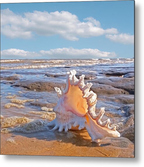 Beach Metal Print featuring the photograph Life's a Beach - Murex Ramosus Seashell - Square by Gill Billington