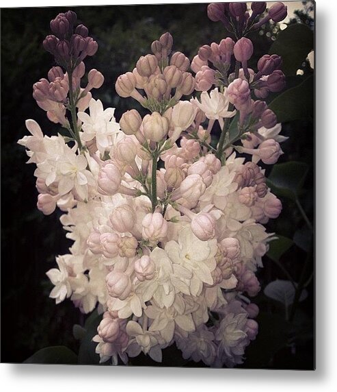 Lilac Metal Print featuring the photograph Lilacs Are Blooming by Christy Beckwith