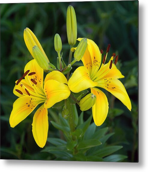 Lily Metal Print featuring the photograph Lillies in Yellow Close-up by Leda Robertson
