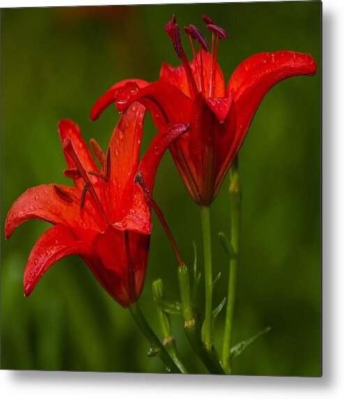 Lily Metal Print featuring the photograph Lily 7 by Ingrid Smith-Johnsen