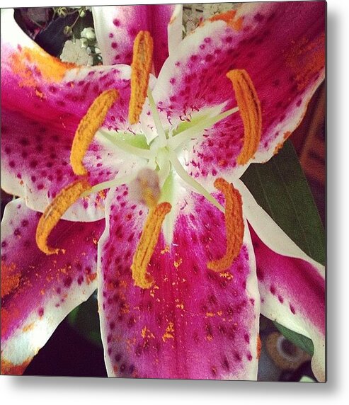 Pink Metal Print featuring the photograph #lily #pinklily #flower #bloom #pink by Amber Campanaro