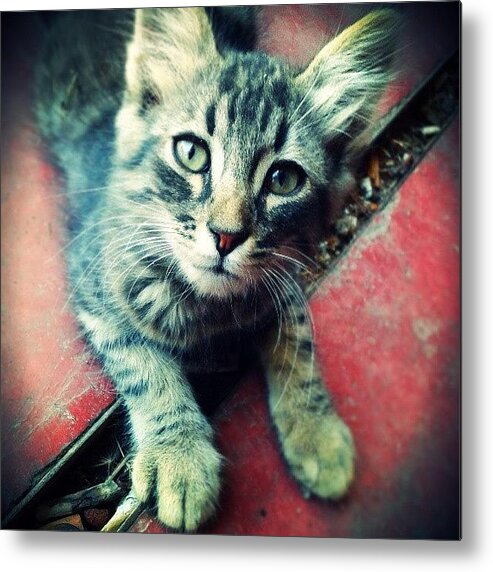 Petstagram Metal Print featuring the photograph Little Intrepid Cat! :) by Emanuela Carratoni