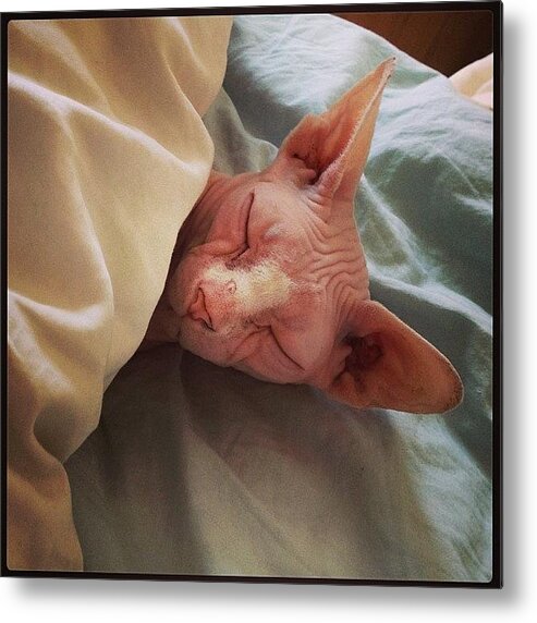 Littlegee Metal Print featuring the photograph #littlegee Asleep In Our Bed Lol, Like by Samantha Charity Hall