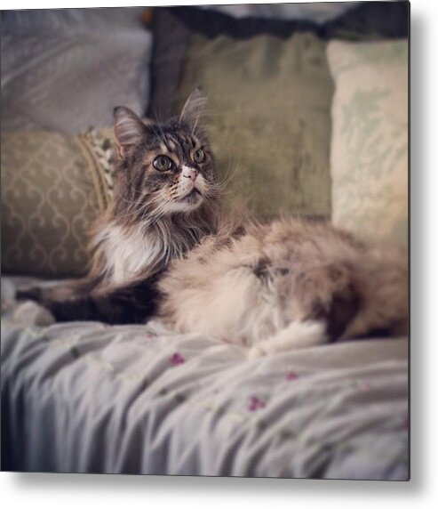 Mainecoon Metal Print featuring the photograph Livin' Large by Hermes Fine Art