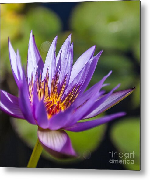 Landscape Metal Print featuring the photograph Lone Lilly by Charles Garcia
