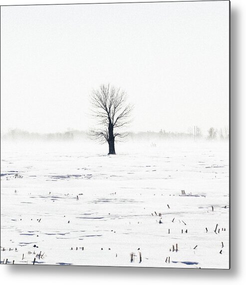 Tree Metal Print featuring the photograph Lone Tree in Winter by Laura Tucker
