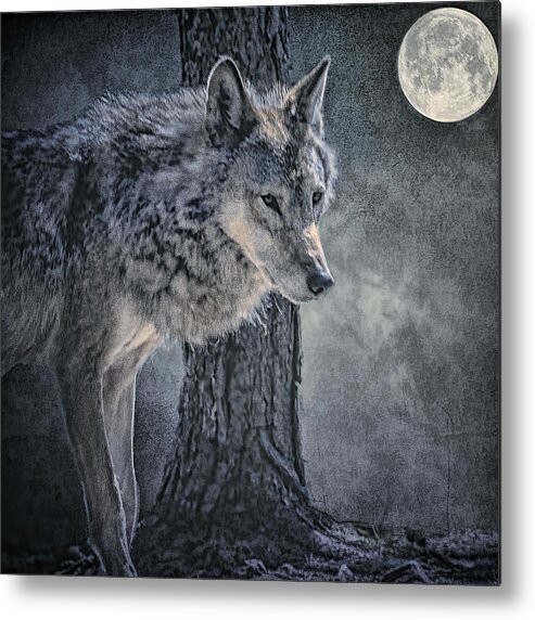Wolf Metal Print featuring the photograph Lone Wolf by Brian Tarr