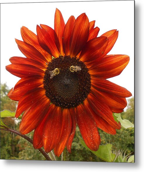 Sunflower Metal Print featuring the photograph Look Into My Eyes by Diannah Lynch