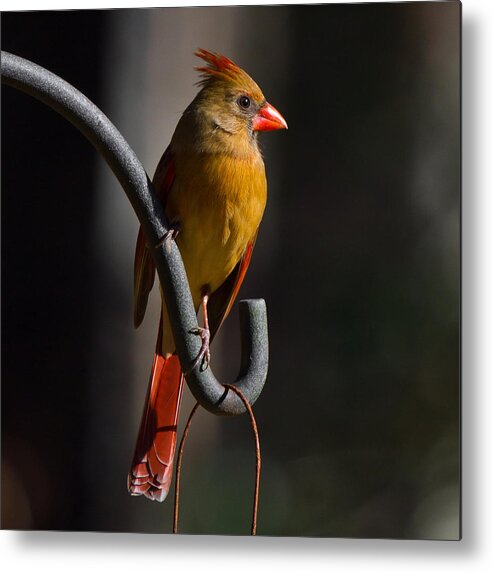 Female Cardinal Metal Print featuring the photograph Looking For My Man Bird by Robert L Jackson