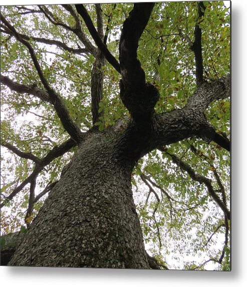 Tree Metal Print featuring the photograph Looking Up a Tree by Eric Switzer