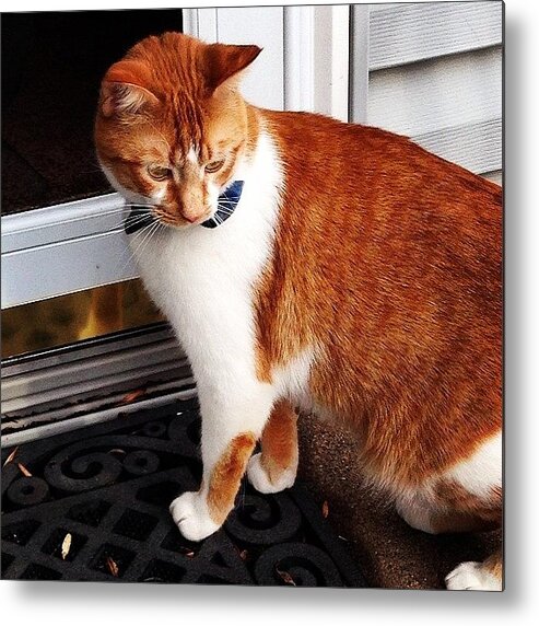 Mrmeowsmeowmaster Metal Print featuring the photograph Looking Very Orange Mr. Meow! So Guys by Abby Edwards