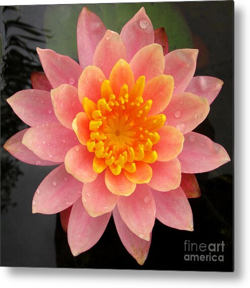 Pink Lotus Metal Print featuring the photograph Lotus Bloom by Joshua Bales