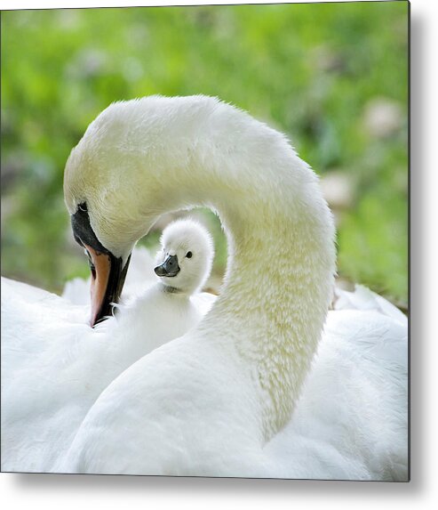 Swan Metal Print featuring the photograph Love Surrounds by Jacky Parker