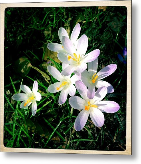 Flowers Metal Print featuring the photograph Lovely flowers in spring by Matthias Hauser