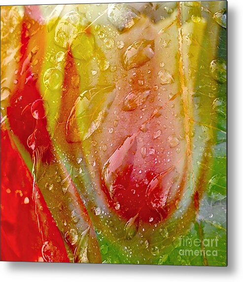 Tulip Metal Print featuring the photograph Luscious Tulips - Waterdrops Series by Patricia Strand