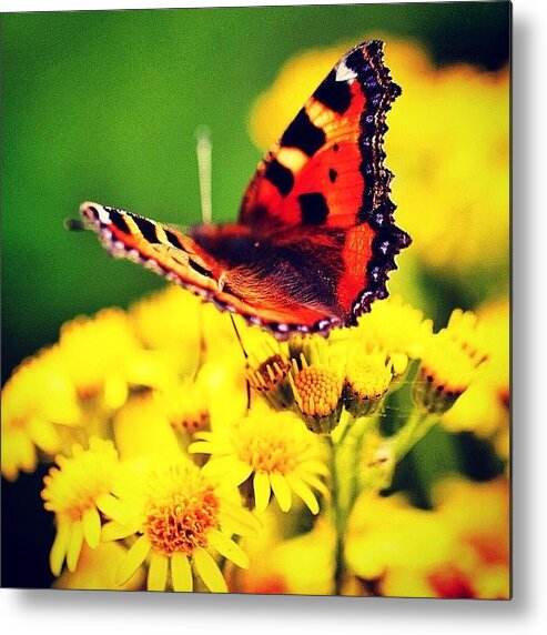 Butterfly Metal Print featuring the photograph #macro #nature #flowers #butterfly by Luisa Azzolini