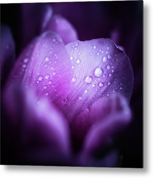 Holiday Metal Print featuring the photograph Macro Shot Of Pink Tulips With Drops In by Sankai