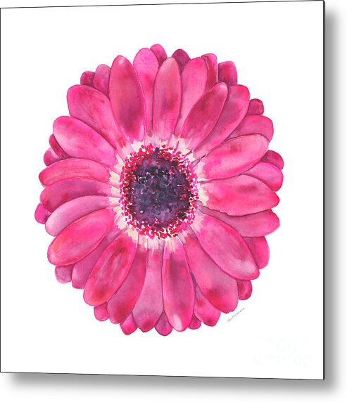 Pink Metal Print featuring the painting Magenta Gerbera Daisy by Amy Kirkpatrick