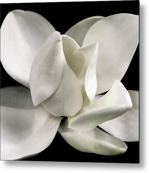 Magnolia Metal Print featuring the photograph Magnolia Bloom by David Patterson