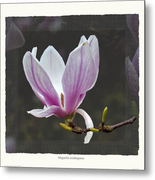 Spring Metal Print featuring the photograph Magnolia soulangeana flower by Saxon Holt