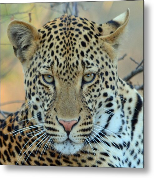 Leopard Metal Print featuring the photograph Make My Day by Allan McConnell