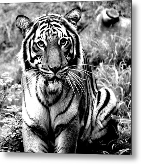 Malayan Tiger Metal Print featuring the photograph Malayan Tiger by Jeremiah John McBride