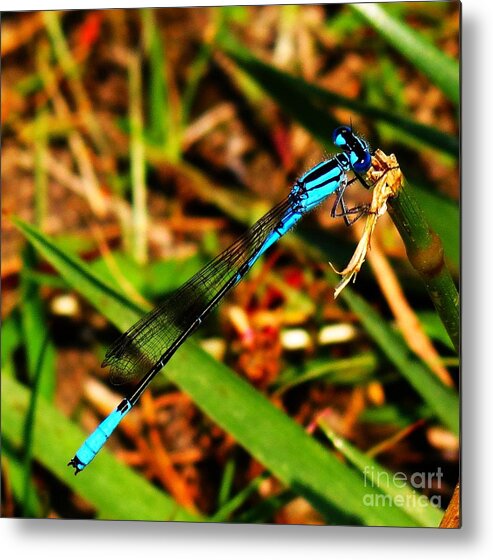 Blue Damselfly Metal Print featuring the photograph Male Damselfly 03 by Rrrose Pix