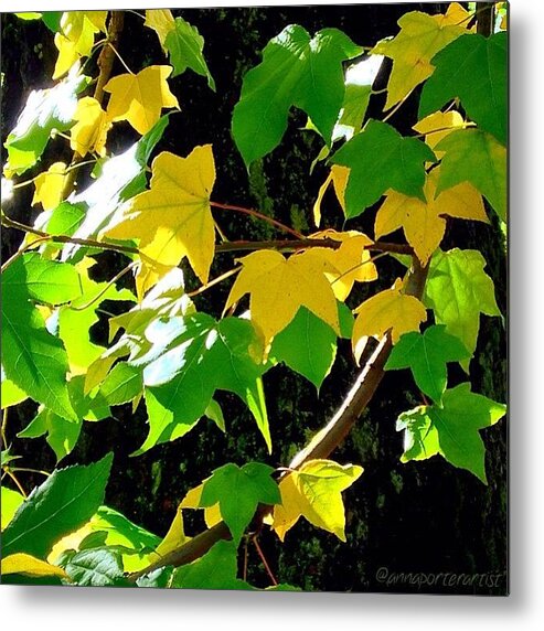 Maple Leaves In Sunlight Metal Print featuring the photograph Maple Leaves In Sunlight by Anna Porter